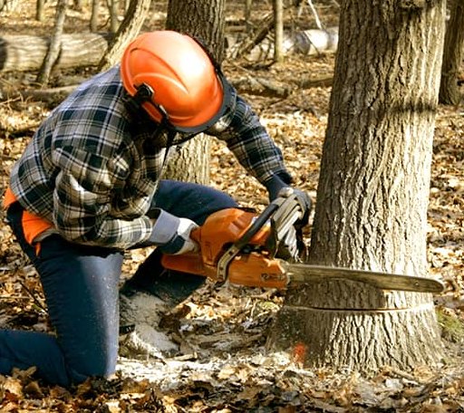 Tree Removal in Bogue, KS